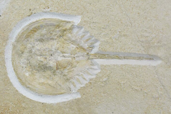 Horseshoe Crab (Mesolimulus) With Death Trackway!!! #93236